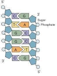 WHAT IS THE DIFFERENCE BETWEEN A SCIENTIFIC THEORY AND A SCENTIFIC LAW?-example-1