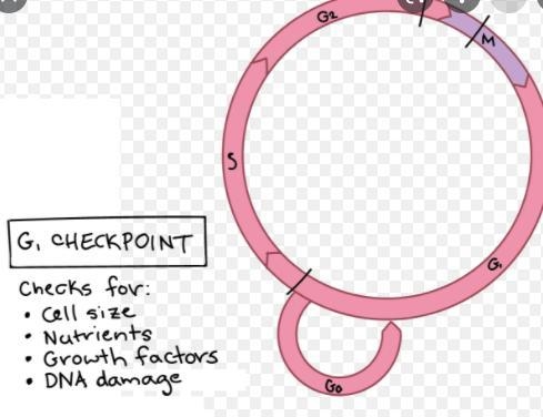 What happens if there are no checkpoints in the cell cycle.-example-1