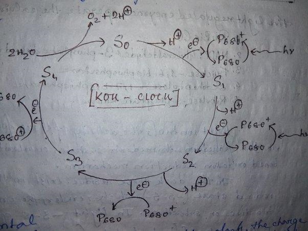 Photosynthesis is a means of converting light energy to chemical energy. Explain what-example-1