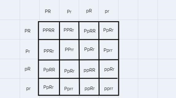 Part 2: Dihybrid Cross—Predicting Flower Color and Seed ShapeImagine that you are-example-1