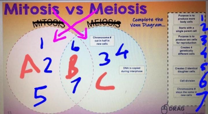 Mitosis x meiosis ...-example-1