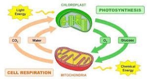 Explain the interrelationship of photosynthesis and cellular respiration.-example-1