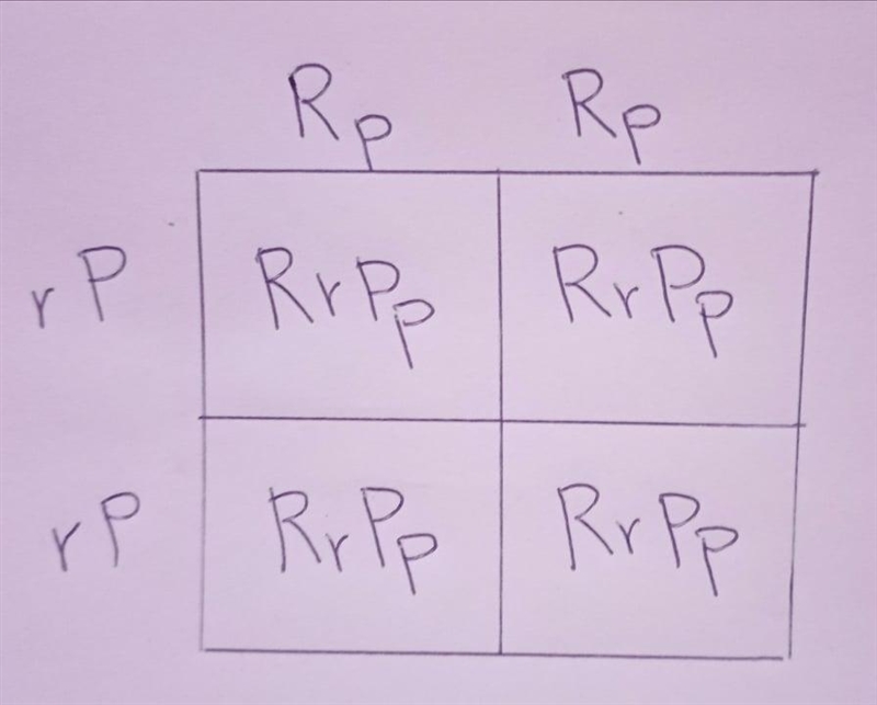 In roosters, the allele for rose comb (R) and the allele for pea comb (P) producea-example-1