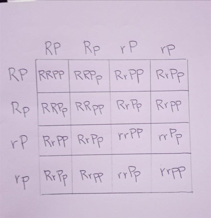 In roosters, the allele for rose comb (R) and the allele for pea comb (P) producea-example-2