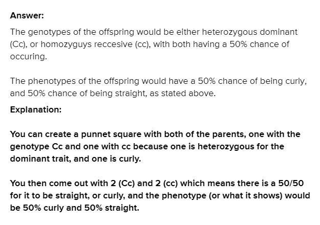 Please help me Mendelian Genetics - Punnett Square In humans, curly hair is dominant-example-1