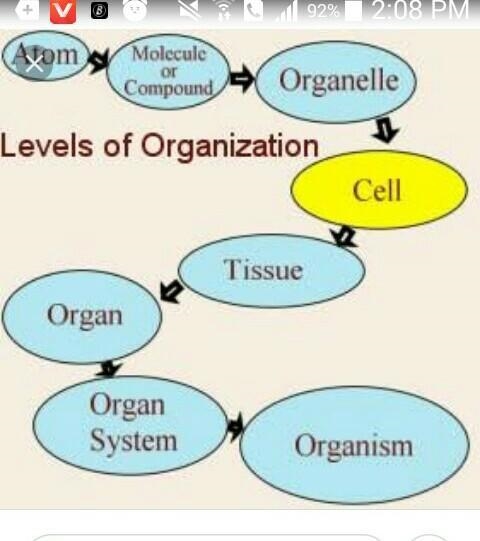 Draw the flowchart that illustrates the levels of organization from cells to organ-example-1