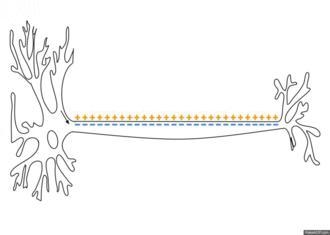 Label the parts of the neuron cell-example-1