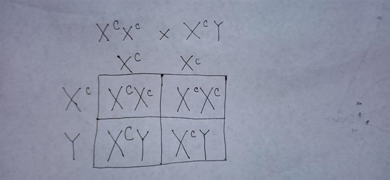 A heterozygous woman carrying the recessive gene for color blindness marries a man-example-1