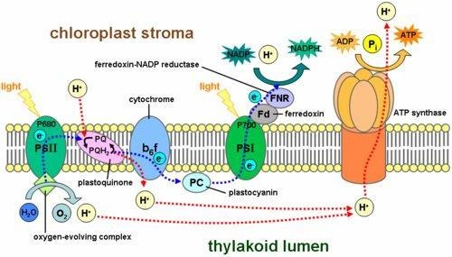 What is photosynthesis...?​-example-2