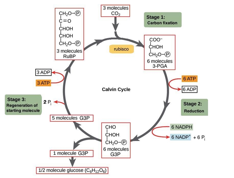 What is photosynthesis...?​-example-3