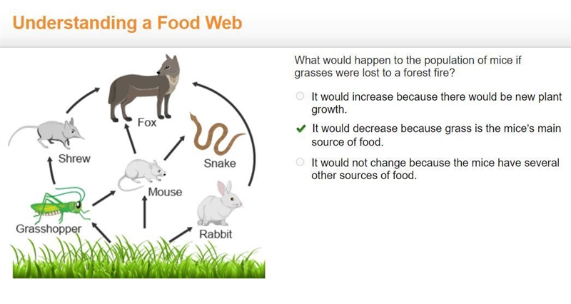 A food web. fox consumes shrew, mouse, and rabbit. shrew consumes grasshopper. mouse-example-1