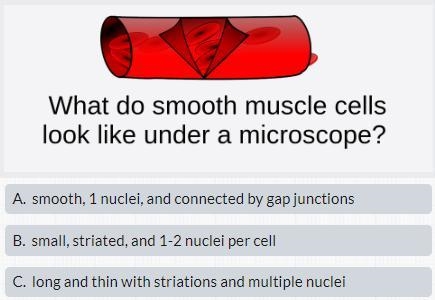 What do smooth muscle cells look like under a microscope? a. smooth, 1 nuclei, and-example-1