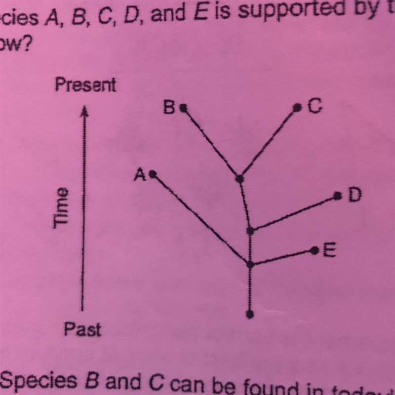 Which statement concerning the evolution of species A,B,C,D and E is supported by-example-1