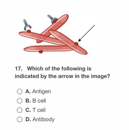 60 points Which of the gollowing is indicated by the arrow in the image-example-1