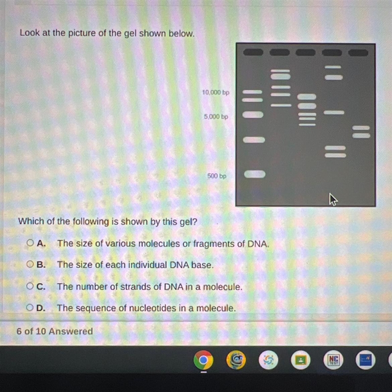 Which of the following is shown by this gel? OA. The size of various molecules or-example-1