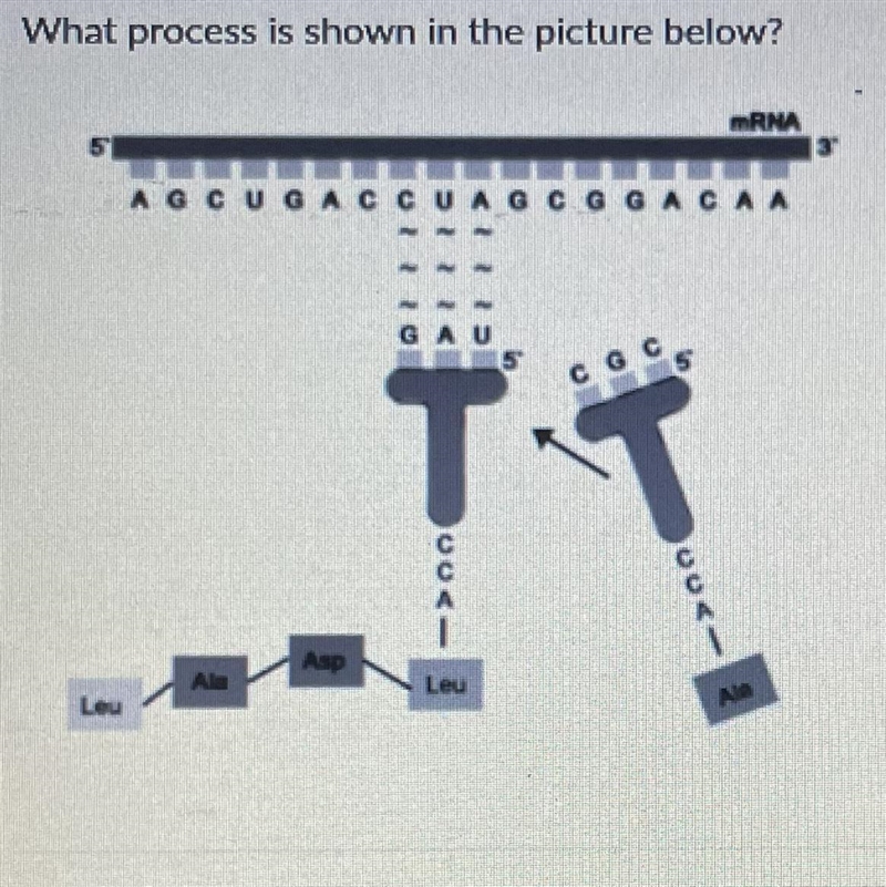 I want to know why I got this question wrong, I answered Transcription-example-1