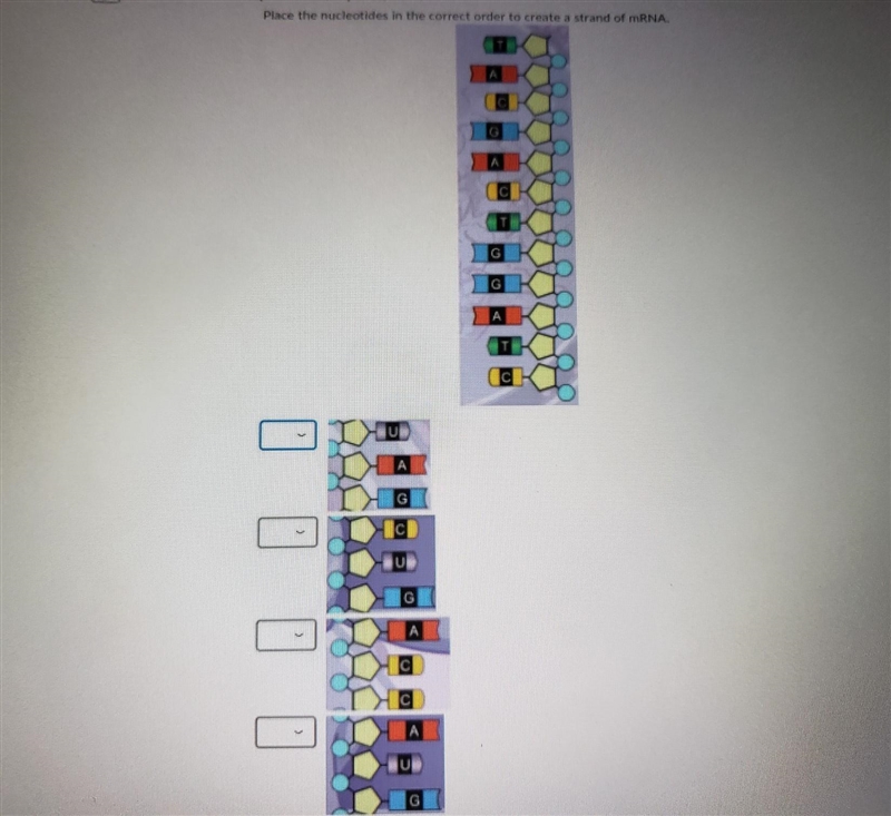 Place the nucleotides in the correct order to create a strand of mRNA. TAC GAC TGG-example-1