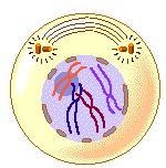 A reproduction of a cell for growth and division occurs in very specific stages and-example-1