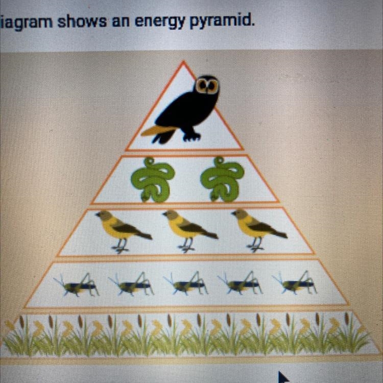 The diagram shows an energy pyramid. Which level of the energy pyramid contains the-example-1