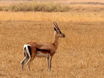 Consider this image of a gazelle. Which of the gazelle’s naturally selected traits-example-1