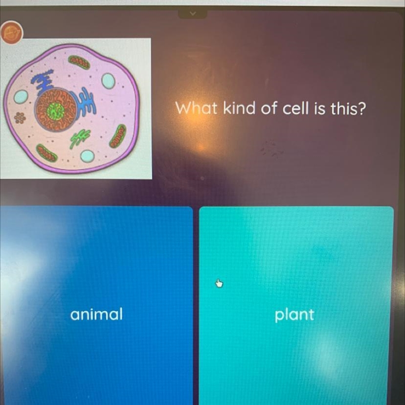 What kind of cell is this? . animal plant-example-1