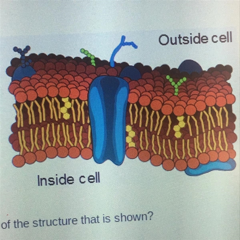 Which macromolecules make up most of the structure that is shown? A) carbohydrates-example-1