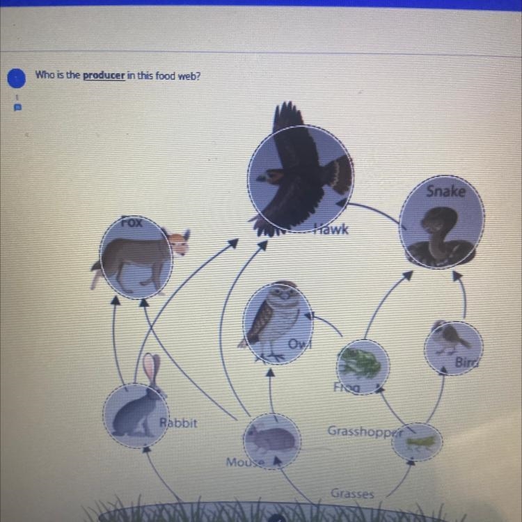 Who is the producer in this food web? Snake awk Ov Bird Frag Rabbit Grasshopper Mouse-example-1