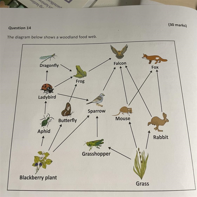 Name and explain an ADAPTATION that the rabbit has which makes it less vulnerable-example-1