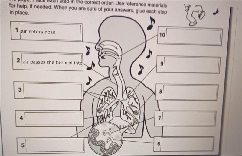 What happens after air is in the nose does it go to the bronchi then the lungs?​-example-1