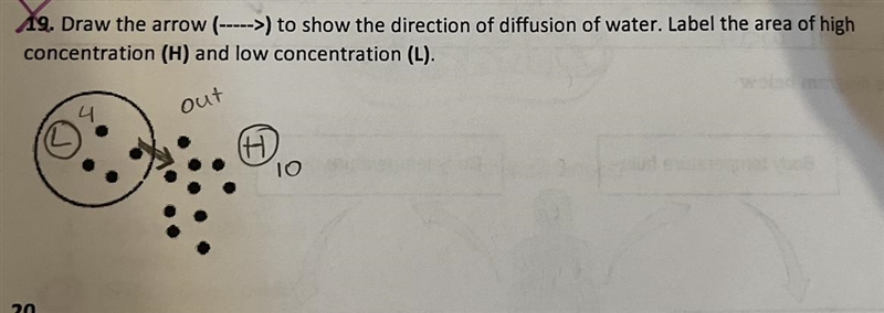 9. Draw the arrow (---->) to show the direction of diffusion of water. Label the-example-1