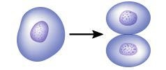 When an animal cell goes through the process of mitosis, it divides into two smaller-example-1