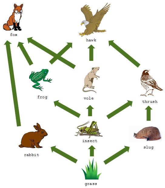 Based on the food web shown, which organism is the primary consumer?-example-1