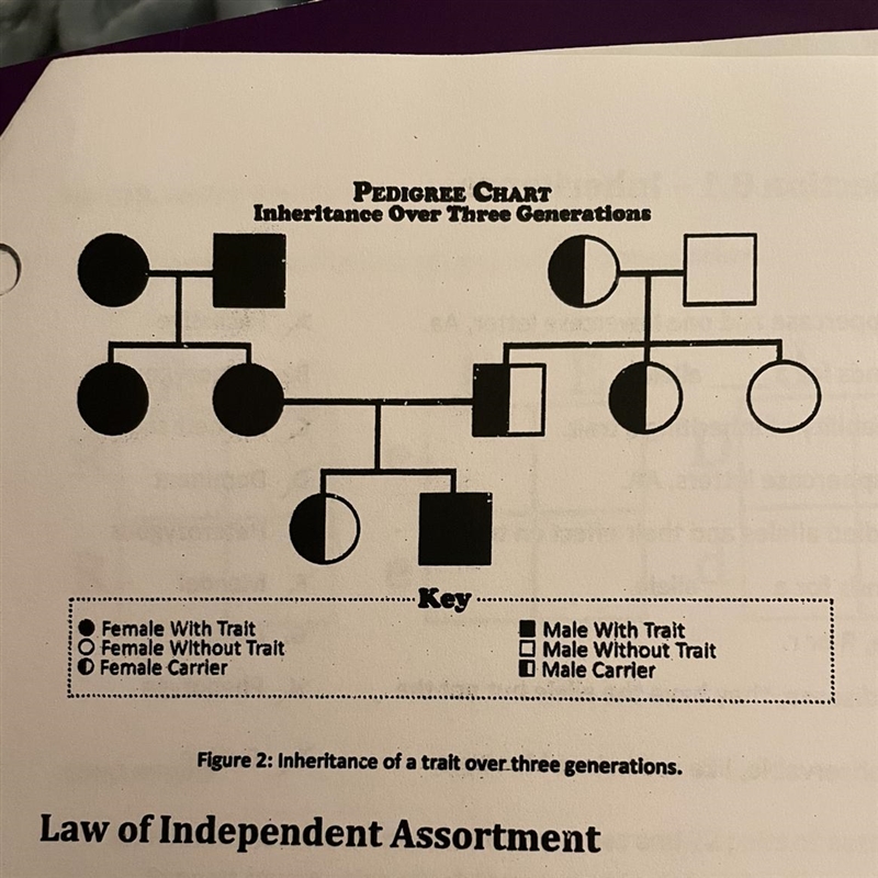 PEDIGREE CHART Inheritance Over Three Generations 7. Terminology: Scientists often-example-1