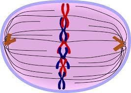 What phase of mitosis is occurring in the picture? Prophase Cytokinesis Metaphase-example-1