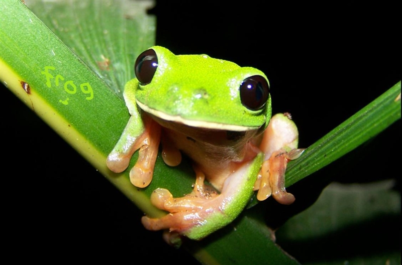 What is this frog called-example-1