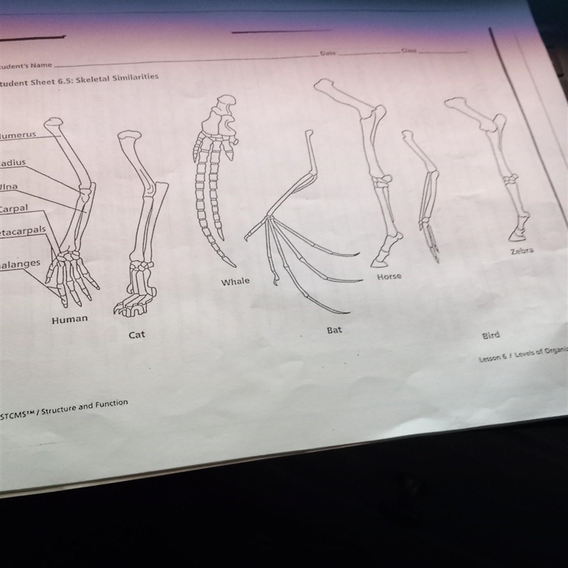 How are these limbs different​-example-1