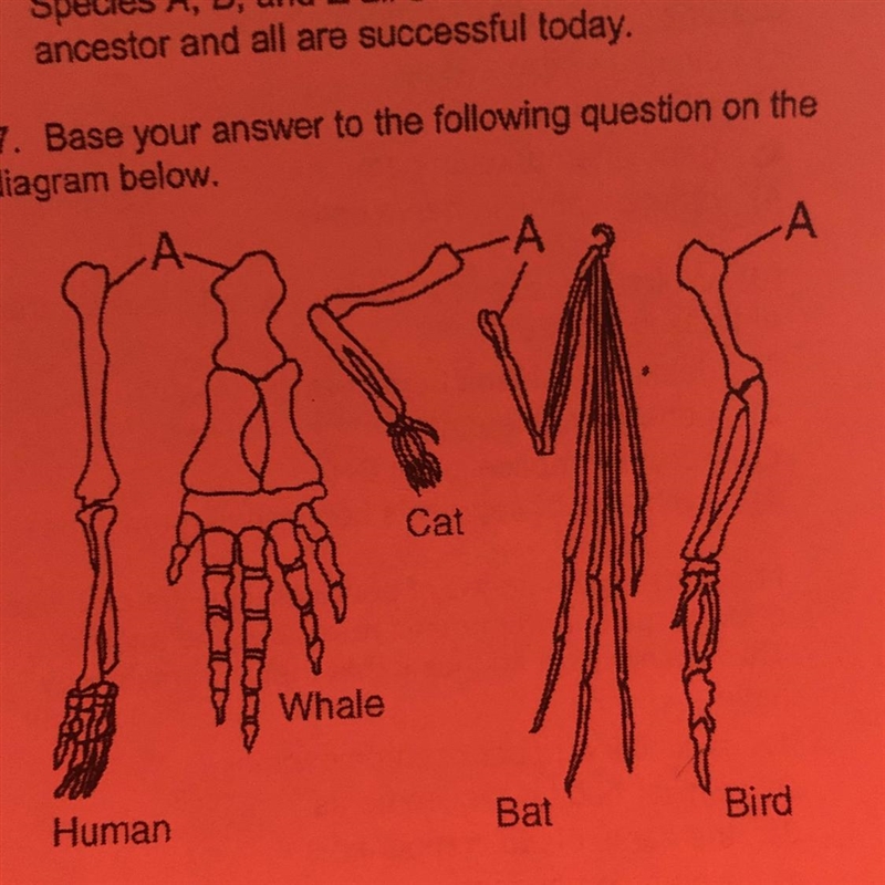 The similarities of the bones labeled A provide evidence that 1) the organisms may-example-1