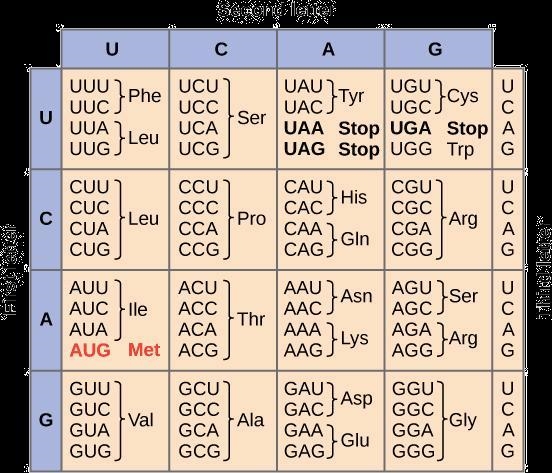 A piece of mRNA has the code AUG CCA UUG ACG. Which amino acids are coded in this-example-1