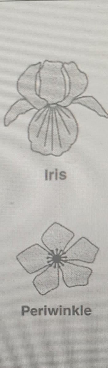 Which flower in the picture above is a monocot?​ How do you know?-example-1