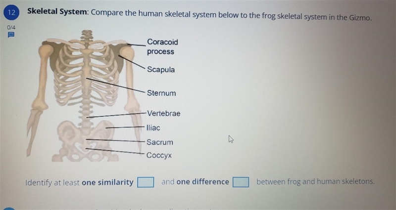 Identify at least one similarity and one difference between fog and human skeleton-example-1