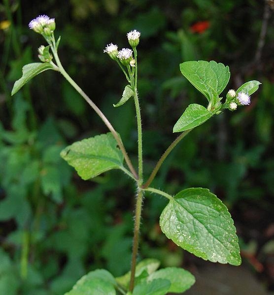 Use the dichotomous key to identify the plant you sketched and labeled in Part I. 1A-example-1