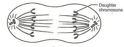 Which phase comes NEXT? Prophase anaphase metaphase telophase-example-1