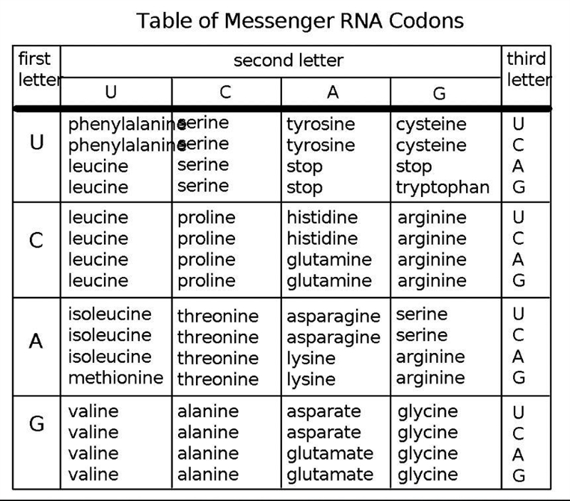 A segment of DNA is known to contain the following base sequence:3' GATACCTTTGTGTAGTCATCTT-example-1