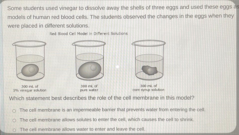 Which statement best describes the role of the cell membrane in this model? O The-example-1