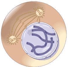 Name the phase: Phrophase Anaphase Metaphase Telophase-example-1