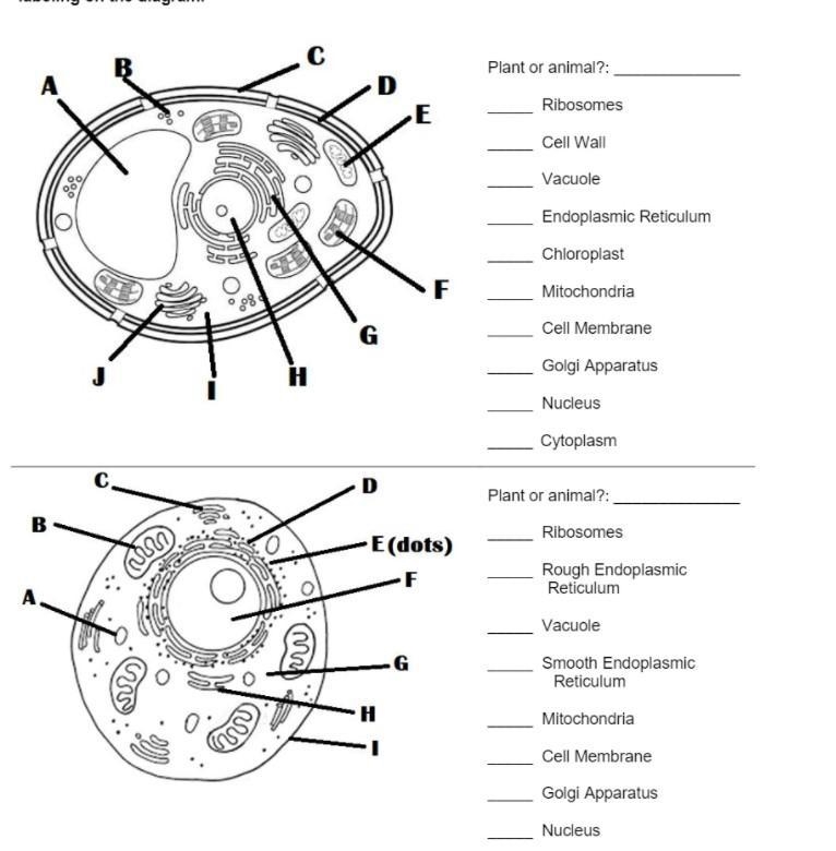 Please help with this biology diagram-example-1