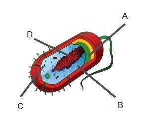 HURRRRRY Identify the structures in the cell pictured on the right. Label A Label-example-1