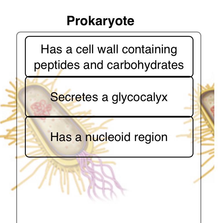 Are the prokaryote’s components right?-example-1