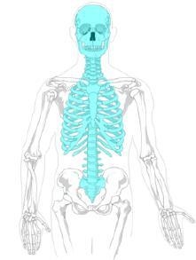 Consider the skeleton. Which skeletal system is represented by the shaded portion-example-1