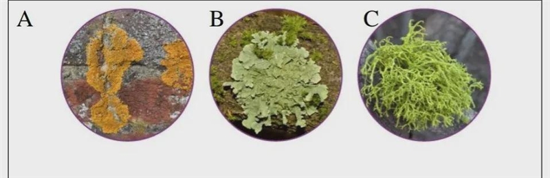 Please assist with following question Observe different examples of lichens :Name-example-1